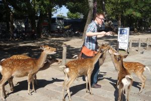 Even when they have crackers in their mouths, the deer plot acquiring more crackers.