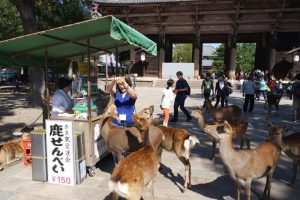 As soon as money exchanges hands and crackers leave the vendor's stall, these deer make a bee-line for you!