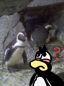 Fizzlebit is confused by real penguins.
