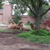CAMEL FAMILY TIME
