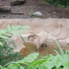 Capybara have neat feet.