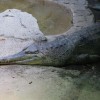 I can't remember if this is a true or false gharial...