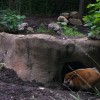 The red river hog and his bat-eared fox pal were both digging furiously AT THE SAME TIME.