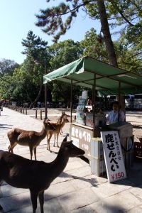 The deer hovered around the deer-cracker vendors, but didn't bother the vendor at all. There's a system and these deer know how to use it.