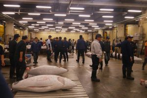 Many of the tuna were bigger than me.