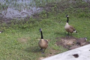 There's another goose somewhere. Watching. WAITING.