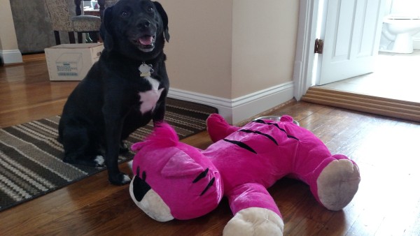 "Hello, human, please explain this large creature that was under the bed."