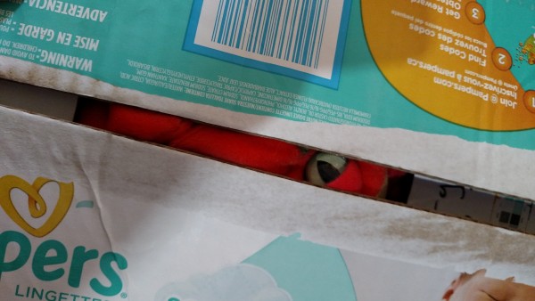 Packed Peter the Pteradon wants to know WHY YOU PACKED HIM SO EARLY.