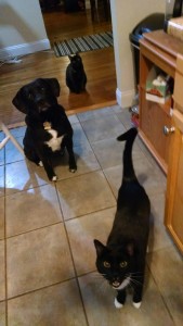 "Human, where did the lady human go? Also: Meow."