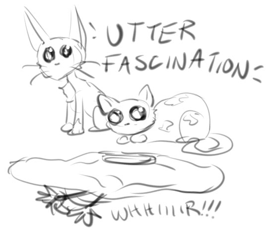 Cats with UTTER FASCINATION when the Robo-Armed Mystery Motion Toy is on